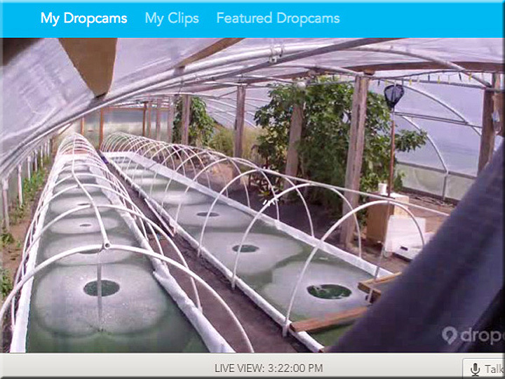 Laptop screen showing live video webcam from inside the greenhouse, July 2013
